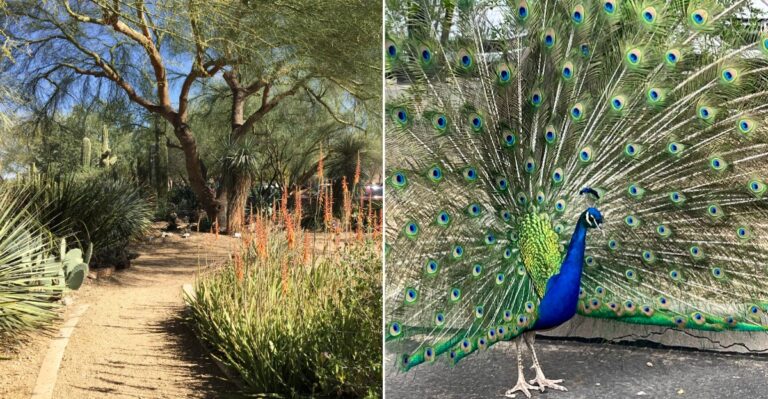 This Free Arizona Garden Has Roaming Peacocks Among Stunning Desert Plants