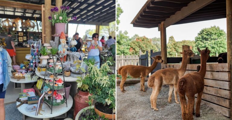 A North Carolina Farm Serving Fall Ice Cream Has More Than 20 Friendly Animals Waiting Outside