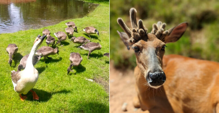 This Unique Petting Zoo In Wisconsin Is An Unforgettable Encounter With Free-Roaming Deer