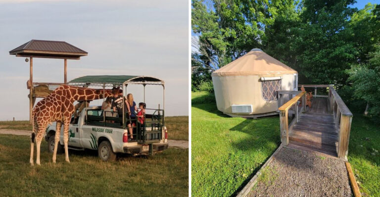 The Giraffes Walk Right Up To The Bus At The Wilds In Southeastern Ohio