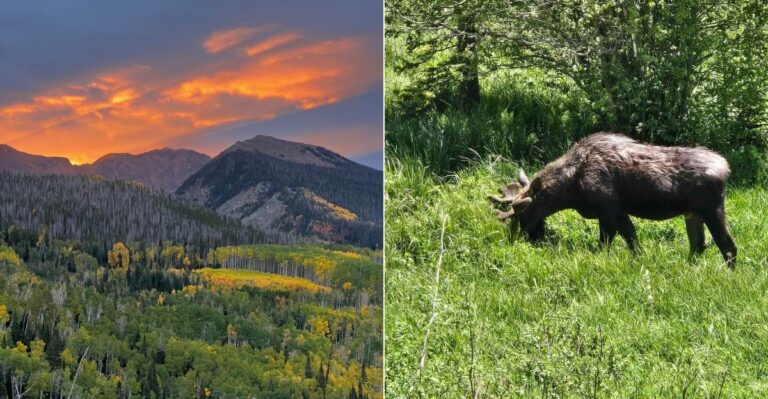 This Quiet Colorado Park Is A Top Spot For Seeing Moose In The Wild