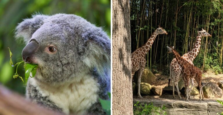 One Of The Most Beloved Zoos In The South Is Right In South Carolina And It Is Absolutely Magical