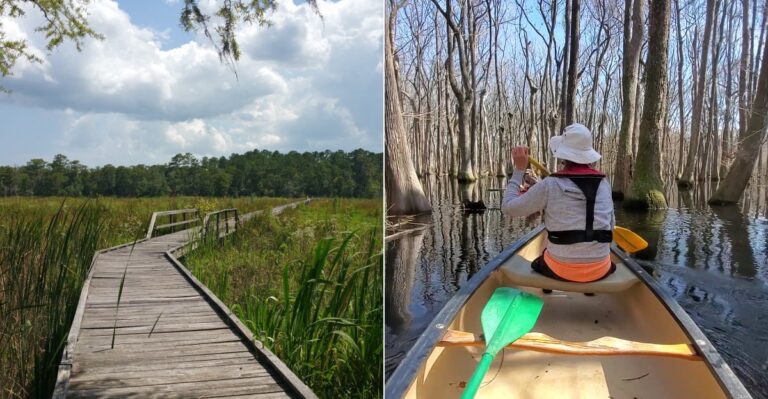 9 Georgia Areas Where You’re More Likely To Spot A Cottonmouth This Summer