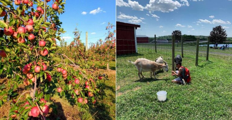 This Maryland Apple Orchard Is A Fall Favorite For Families Watching Their Wallets
