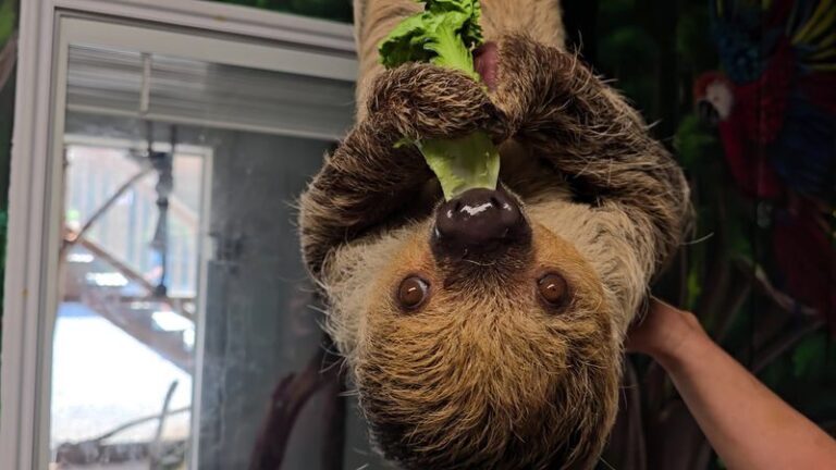 Kids Hand-Feed Kangaroos And Come Face To Face With A Sloth At This Tennessee Farm