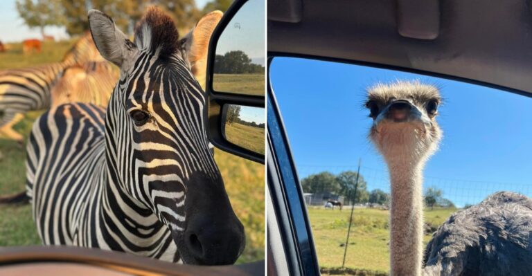 The Quiet Mississippi Safari Park Finally Getting The Attention Locals Have Long Known It Deserves