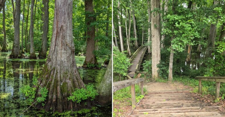 This Flat 1.5-Mile Mississippi Boardwalk Trail Takes You Deep Into A Cypress Swamp With No Climbing