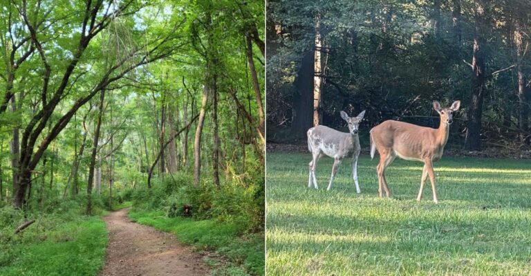 What To Know About Ticks Before You Explore This Maryland County