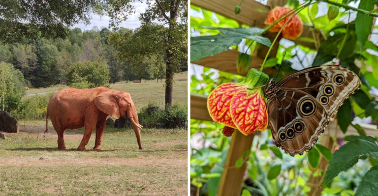 North Carolina Is Home To One Of America’s Largest Natural Habitat Zoos