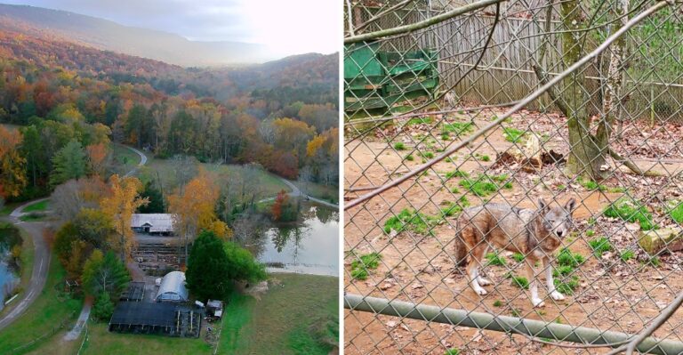 This 300-Acre Tennessee Nature Center Has Red Wolves, Ten Miles Of Trails And Wild Landscapes