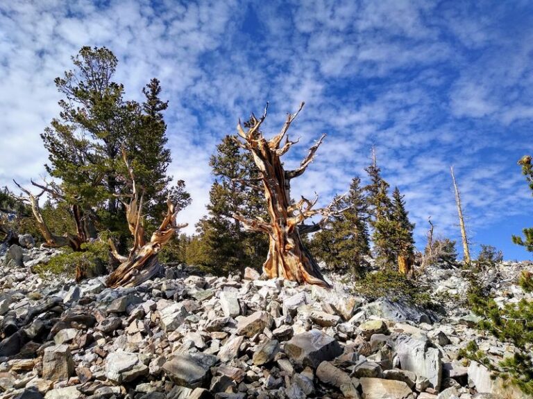 Bristlecone Pines Older Than The Pyramids Grow In This Free Nevada National Park