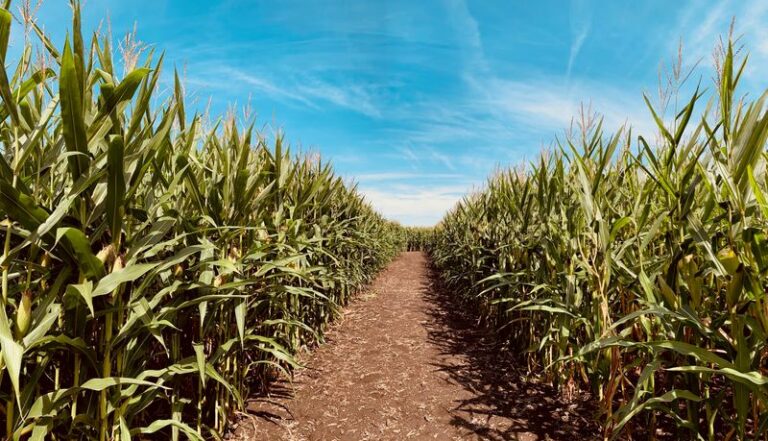 7 Illinois Orchards Where Kids Pick Apples And Get Lost In A Corn Maze