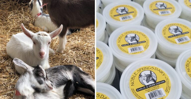 This Tennessee Goat Dairy Turns Pasture-Raised Milk Into Creamy Artisan Cheese
