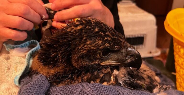 This Tennessee Center Nurses Injured Owls And Raptors Back To Health, Then Releases Them Right Where They Were Found