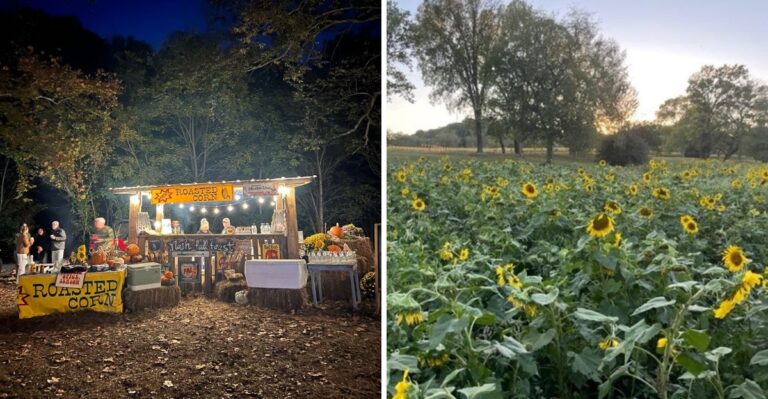 This Tennessee Fall Festival Covers 70 Acres With A Corn Maze, Pumpkins, And A Huge Sunflower Field