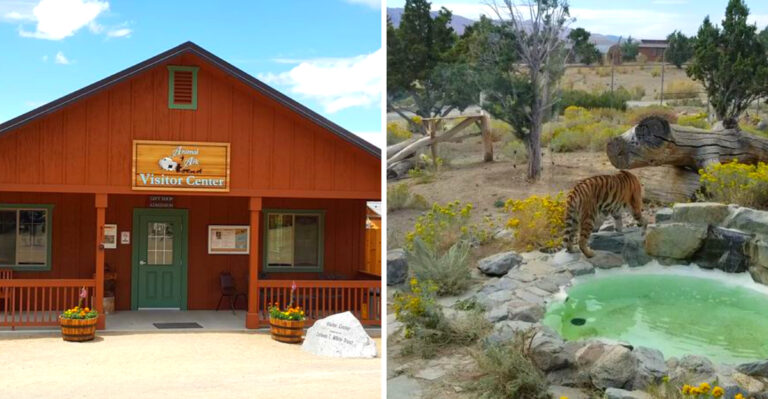This 38-Acre Animal Sanctuary Is Hiding Right In Nevada