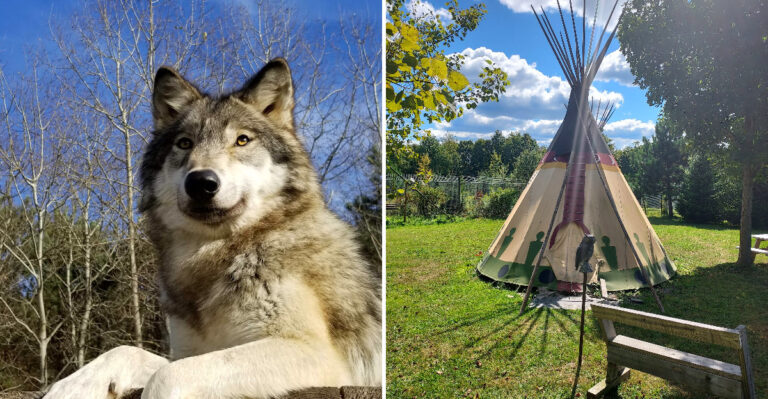 A Half-Mile Forest Walk Leads To Wolves At This Unusual New York Preserve
