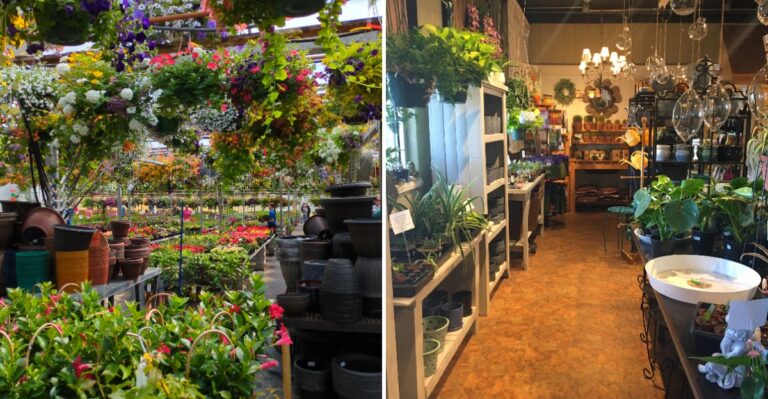 The Wisconsin Nursery Growing Its Seasonal Plants In Its Own Local Greenhouses