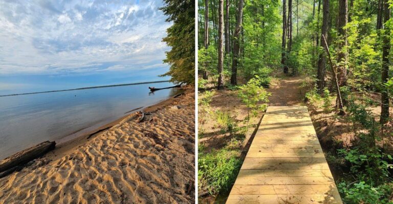 Too Many Snakes Are Taking Over This South Carolina Lake Shore
