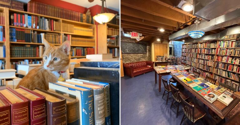 This Cozy Wisconsin Bookstore Combines Endless Aisles With Adorable Resident Cats