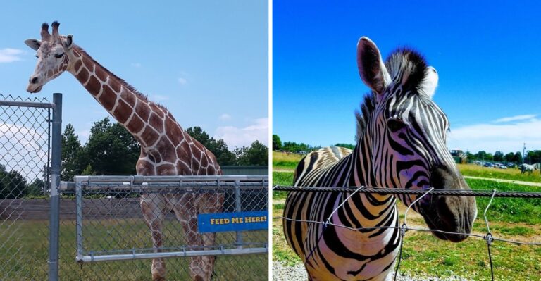 This Wild Ohio Safari Park Lets You Feed Giraffes And Drive Among Exotic Animals