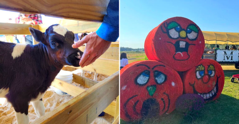 The 1,000-Acre Mississippi Farm With U-Pick Fruit, Flower Fields And Wagon Rides