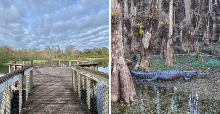 This Florida Swamp Road Trip Belongs On Every Explorer’s Bucket List