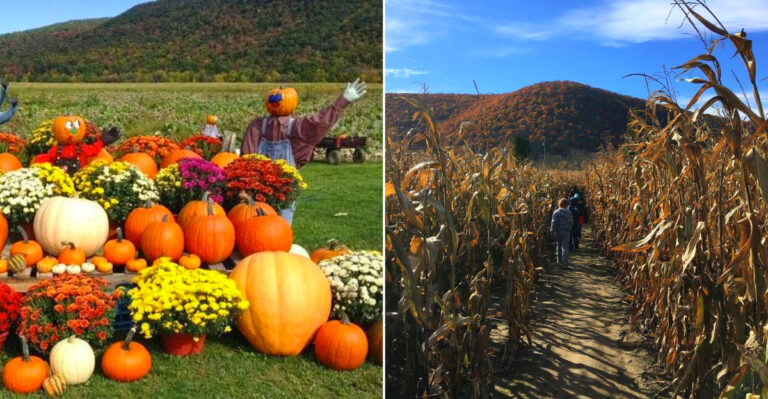 The Massive New York Pumpkin Patch Where You Can Pick, Ride, And Get Lost In A Corn Maze In One Afternoon
