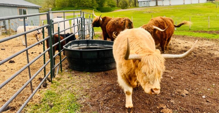 This Wisconsin Farm Turns A Simple Visit Into Face Time With Fluffy Highland Cows