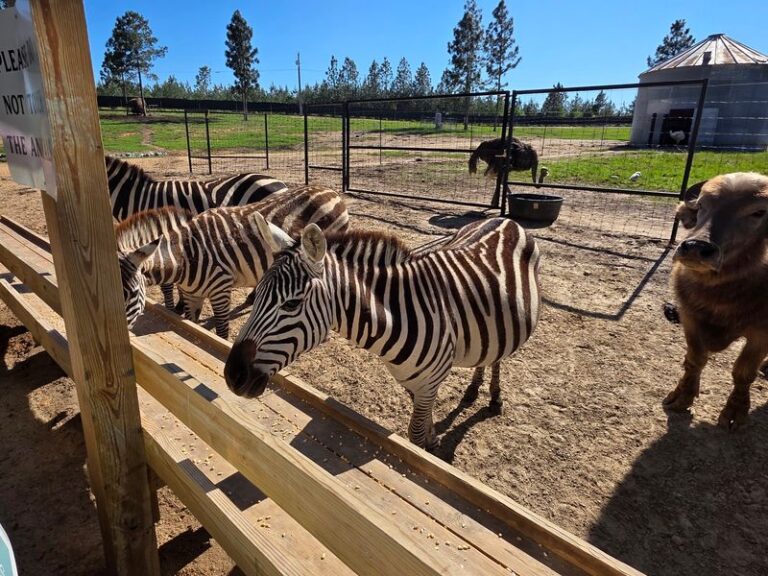 Mississippi Has 7 Sanctuaries, Farms, And Safari Parks Where Animals Wander Right Up To Your Family