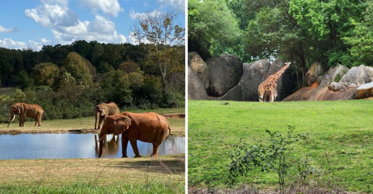 The Largest Natural Habitat Zoo On Earth Is Right Here In North Carolina