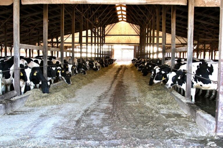Kids Meet The Cows At This Tennessee Dairy, Then You Take Home The Cheese They Made