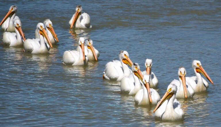 This Free Nevada Refuge Near Fallon Fills With Thousands Of Migrating Birds Each Fall