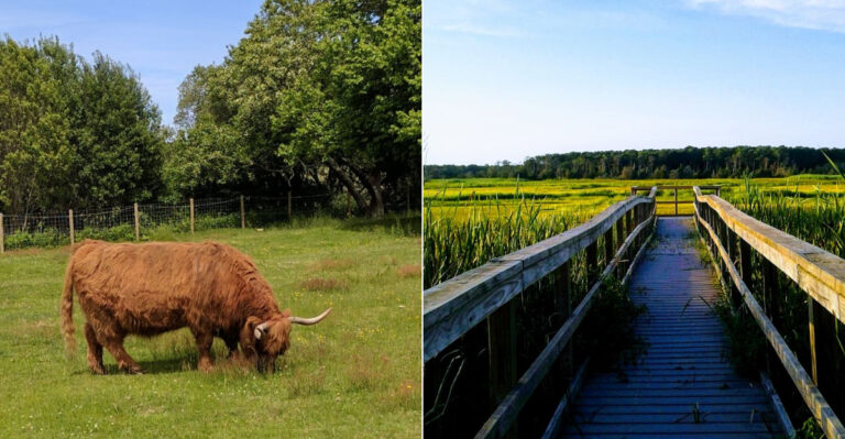 Meet A Fluffy Highland Cow At This Free Cape Cod, Massachusetts Farm With A Scenic Marsh Boardwalk