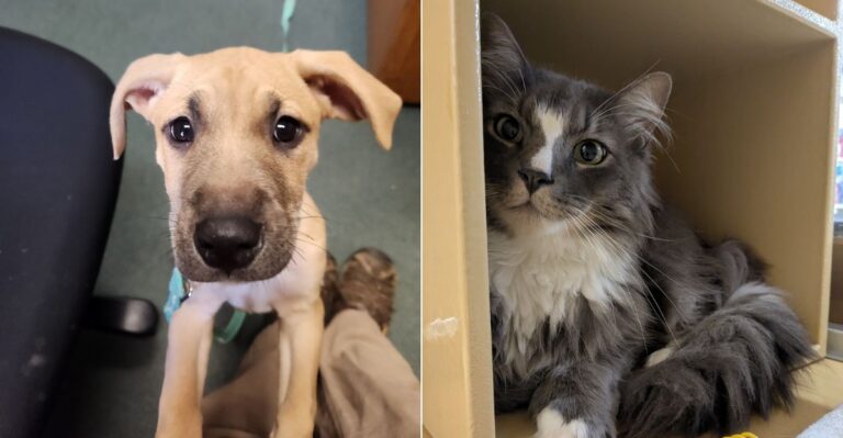 9 Massachusetts Places Where You Can Volunteer And Make A Real Difference For Animals