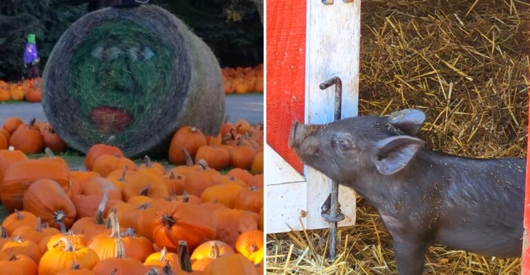 This Wisconsin Farm Goes Big On Fall With Pumpkins, Apple Cider Donuts, And 15 Acres Of Corn Maze