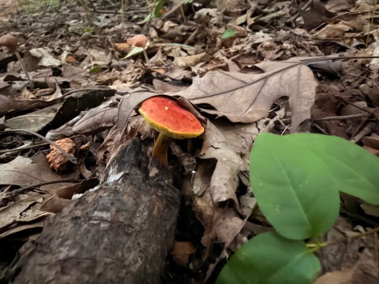 A New Page Of The Story Waits Around Every Bend Of This Tennessee Park Trail