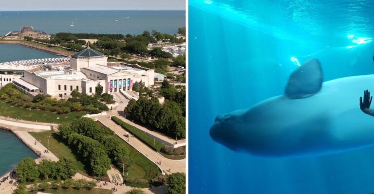 Behind The Glass At This Chicago, Illinois Aquarium, Belugas Swim At Toddler Eye Level