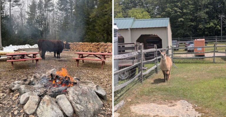 The New Hampshire Zoo That Deserves Far More Attention Than It Gets