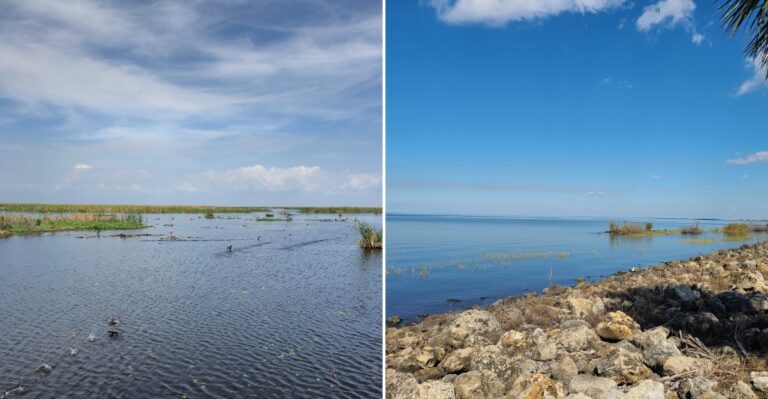 This Florida Lake Is One Of The State’s Better-Known Spots For Regular Snake Sightings