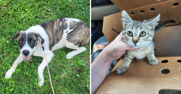 This Humane Society In Tupelo, Mississippi Gives Hundreds Of Homeless Pets A Safe Place To Wait For Family
