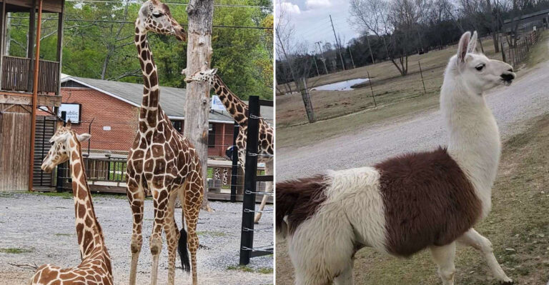 The Mississippi Wildlife Rescues Where You Can Meet The Animals Face-To-Face