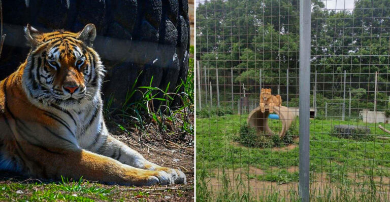This Wisconsin Big Cat Rescue Offers An Unforgettable Overnight Experience