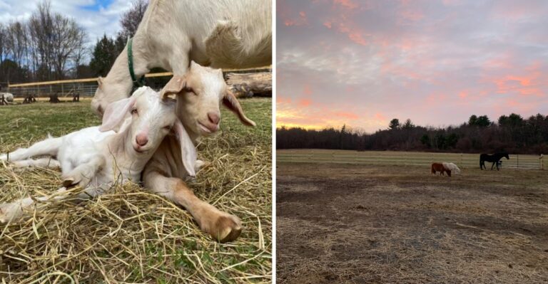 This Massachusetts Farm Became A Sanctuary For Rescued And Surrendered Animals