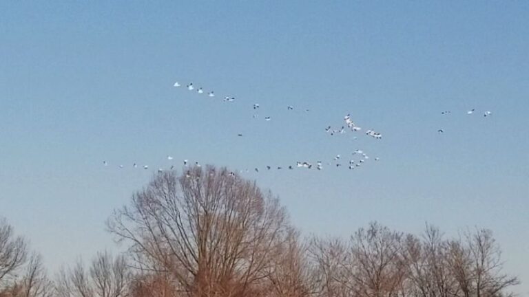 Waterfowl Arrive By The Hundreds At This Tennessee Refuge, And Watching Them Costs Nothing
