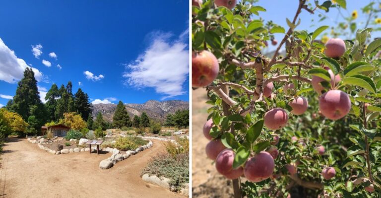 This Southern California Mountain Town Is Made For The Perfect Apple-Picking Day Trip