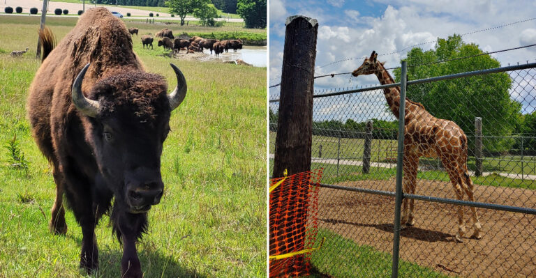 Rescued Bison Graze Right Beside The Tour Bus At This Tupelo, Mississippi Park And Zoo