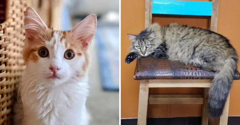 Rescued Cats Find Love, Safety, And A Second Chance At This Cage-Free Colorado Sanctuary