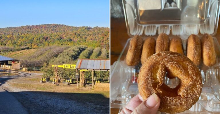 This Beloved North Carolina Orchard Serves Fresh Baked Apple Turnovers Worth Traveling For