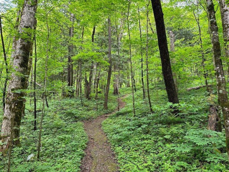 Families Walk A Quiet 0.75-Mile Loop Through East Tennessee’s Towering Old-Growth Trees